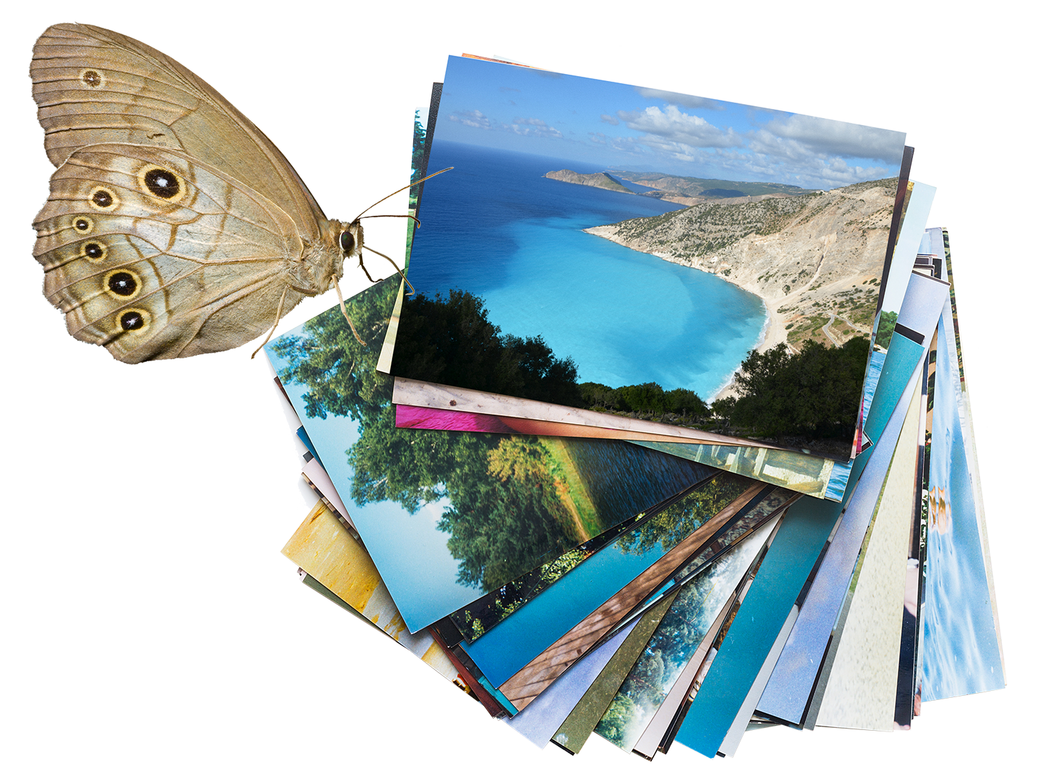 photo-stack-with-moth photo scanning to digital Negative & Slide Scanning Photo scanning to digital bulk photo scanning